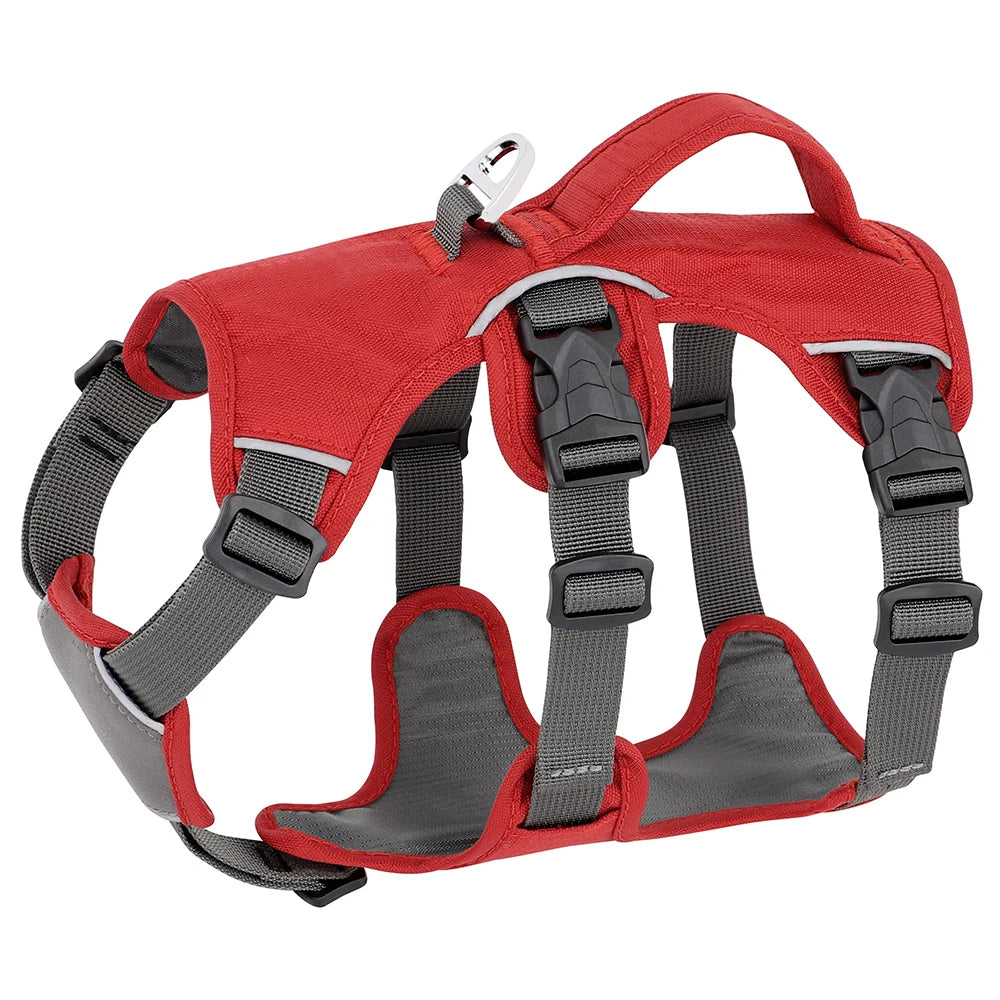 Red Buckled Dog Harness Demonstration